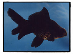 Fekete aranyhal - 800 Ft